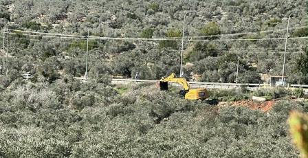 الاحتلال يواصل تجريف واقتلاع أشجار زيتون معمرة في سلفيت