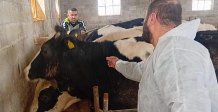 الزراعة: تحصين 13,067 رأساً من أبقار الحليب ضمن الحملة الوطنية لمكافحة الحمى القلاعية (SAT1)