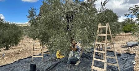 خاص| بين الإزهار والعقد… كيف تؤثر الأجواء الخماسينية على محصول الزيتون؟