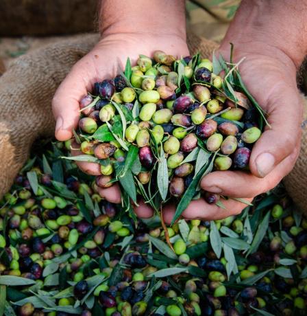 خاص| "عين الطاووس" يهاجم الزيتون الفلسطيني.. تحذيرات وإرشادات من خبير زراعي!