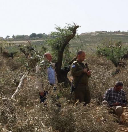 الاحتلال يقتلع أشجار زيتون في زبوبا