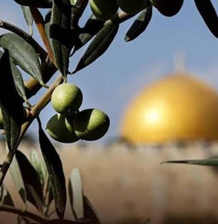 الزيتون الفلسطيني.. موسم مهدد بالضعف وسط استهداف الاحتلال وتحديات المناخ
