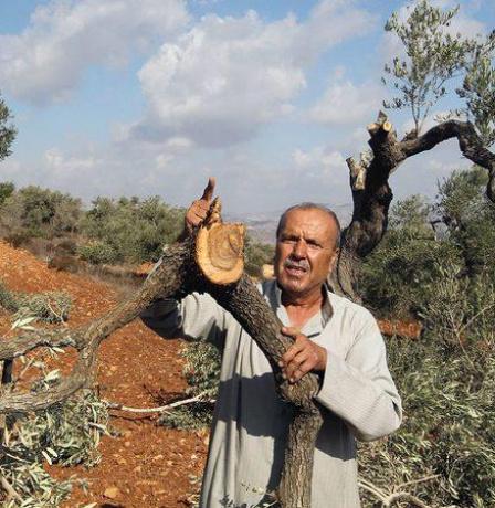 بعد هجمة استيطانية شرسة.. المغير تُحرم من موسم الزيتون
