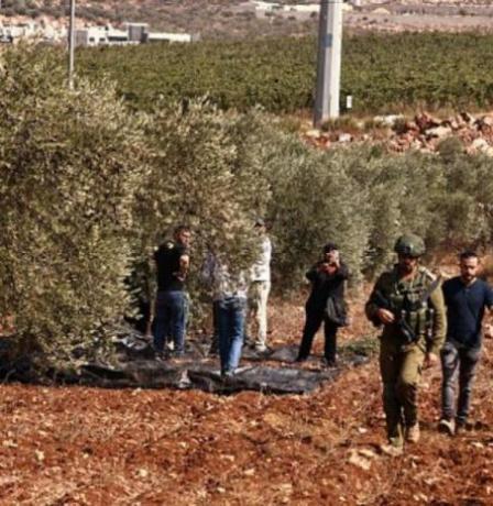 دراغمة لراية: الاعتداءات على قاطفي الزيتون في كفر راعي لن تثنينا عن حماية أراضينا