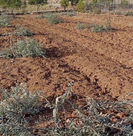 مستوطنون يقطعون عشرات أشجار الزيتون في اللبن الشرقية