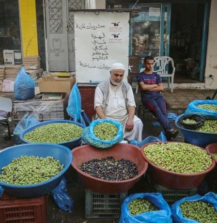 من 25 ألف طن إلى 7 آلاف فقط: مسابقة الزيتون الذهبي تكشف واقع موسم الزيت في فلسطين