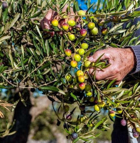 خاص| ما أهمية انخفاض درجات الحرارة لشجرة الزيتون.. خبير زراعي يجيب لراية!