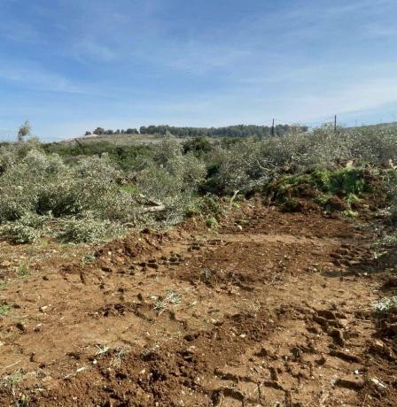 الاحتلال يقتلع عشرات أشجار الزيتون في بلدتي بدّو وبيت إكسا شمال غرب القدس