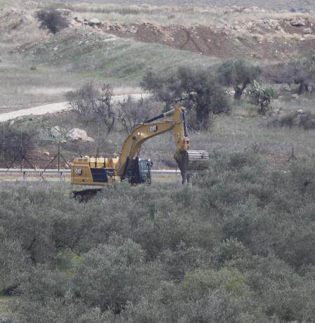 الاحتلال يقتلع المئات من أشجار الزيتون في "واد الحمص" شمال شرق بيت لحم