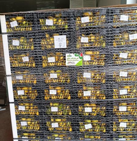 الزراعة: إعفاء الصادرات الزراعية الفلسطينية من الرسوم والغرامات على جسر الملك حسين