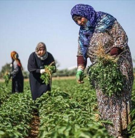 في عيد العمال العالمي: "المرأة العاملة" تطالب بحماية النساء الفلسطينيات من الإبادة الاقتصادية وانتهاكات الاحتلال