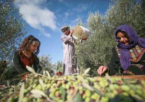 "الفزعة".. حملة وطنية شاملة لإسناد المزارعين في قطف الزيتون