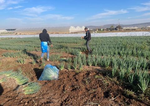 جمعية بيت لقيا الزراعية تطوّر عشرات المشاريع وتجذب العمال