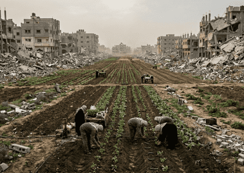 خاص| رغم الإبادة وشحّ الإمكانيات.. مزارعو غزة يحاولون إحياء أراضيهم!