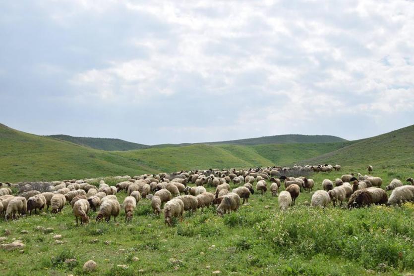 قطيع أغنام في الأغوار