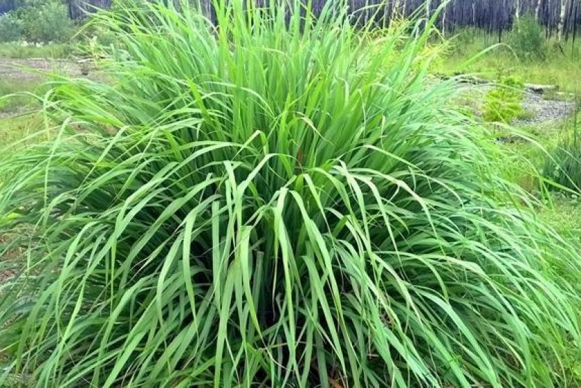 عشبة الإذخر