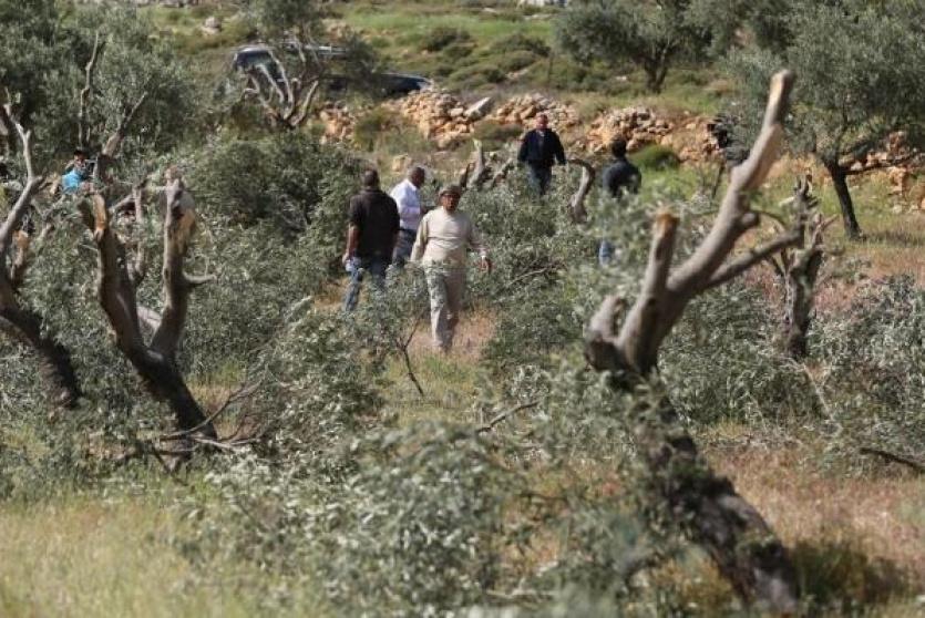 اقتلاع اشجار زيتون