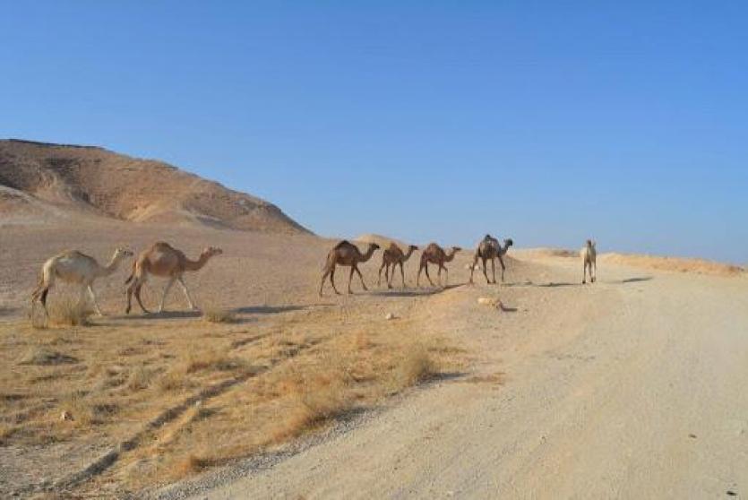 قطيع من الابل