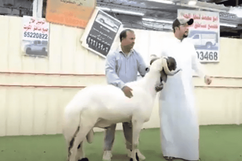 بيع خروف بـ 200 ألف دولار