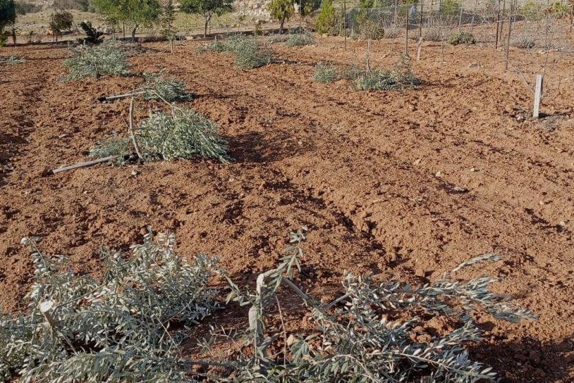 الاحتلال يخطر باقتلاع أشجار زيتون في نعلين غرب رام الله