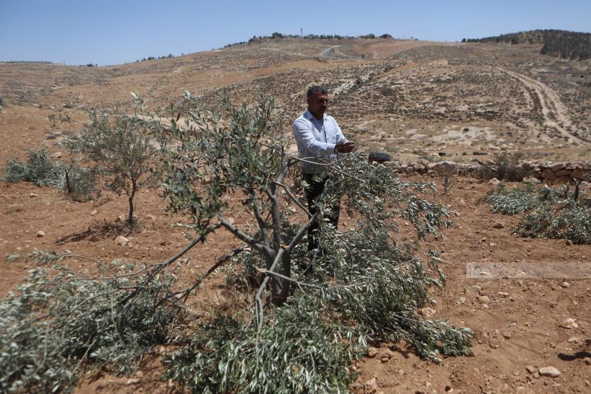 مستعمرون يقطعون عشرات أشجار الزيتون في مخماس شمال القدس