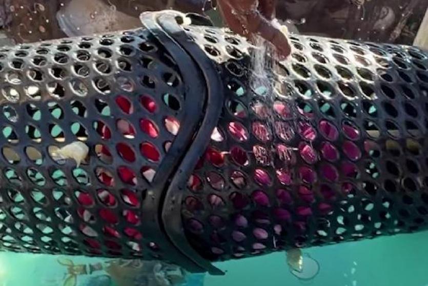 صورة لابتكار صغير لحل مشكلة غسل الملابس في الخيام 