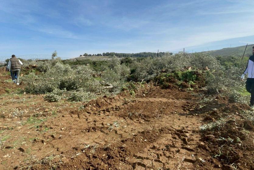 الاحتلال يقتلع عشرات أشجار الزيتون في بلدتي بدّو وبيت إكسا شمال غرب القدس