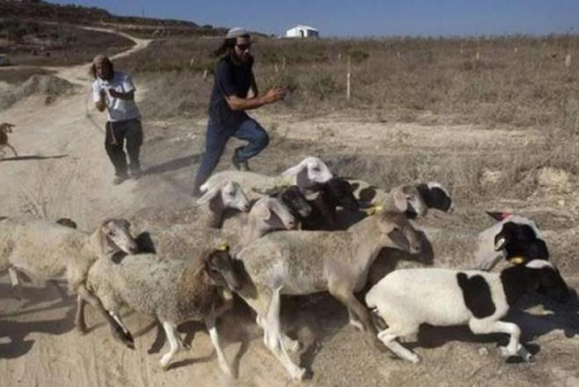 مستوطنون يهاجمون تجمعا بدويا غرب أريحا ويسرقون عدداً كبيرا من الأغنام