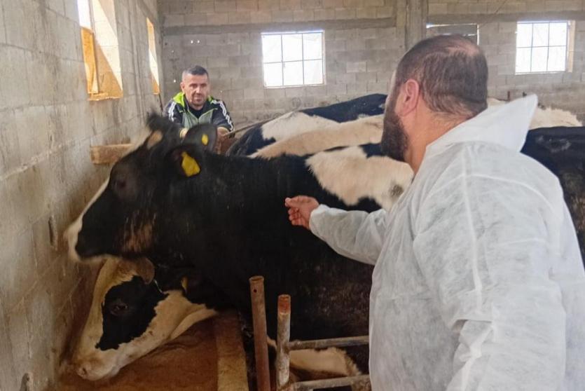  تحصين 13,067 رأساً من أبقار الحليب ضمن الحملة الوطنية لمكافحة الحمى القلاعية (SAT1)