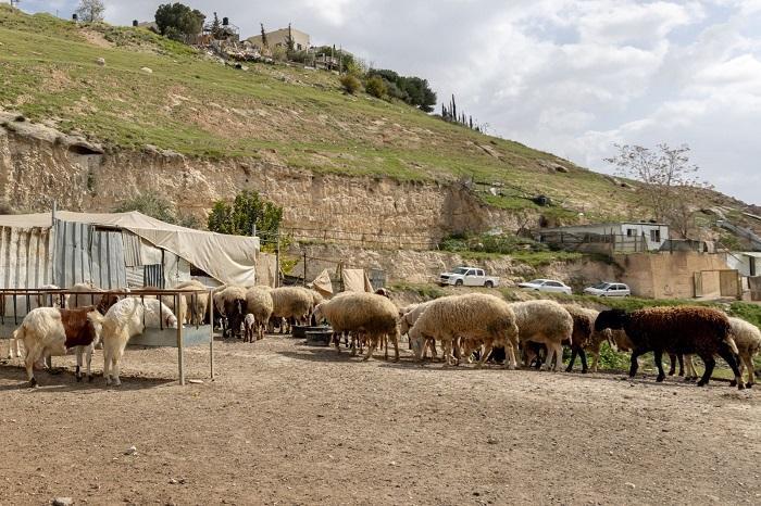 وكالة بيت مال القدس تختتم مشروع "صمود" الزراعي في قرى محافظة القدس
